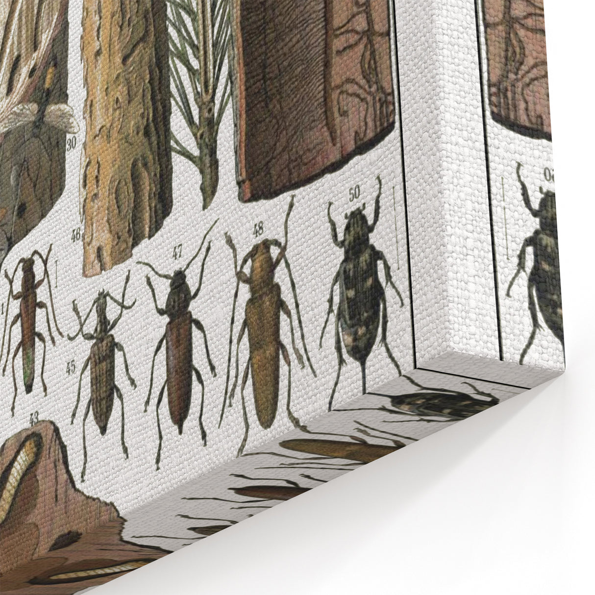 Vintage Insect Art - Detailed Xylophages Insect Illustration Print