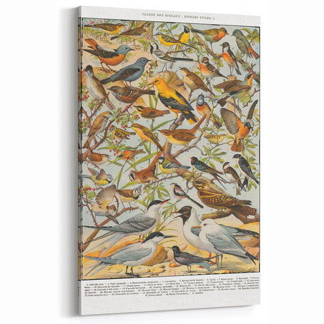 Vintage Animal Art - Detailed Bird Species Illustration Print