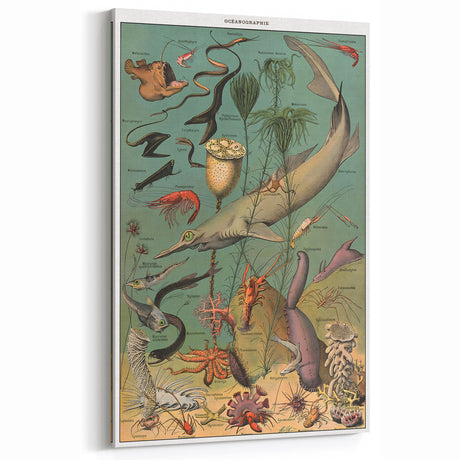 Vintage Animal Art - Ocean Life Illustration Print for Home Decor