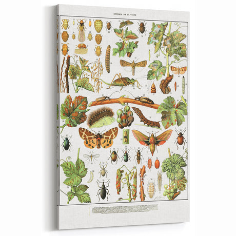 Vintage Animal Art - Grapevine Pest Illustration Print for Home Decor