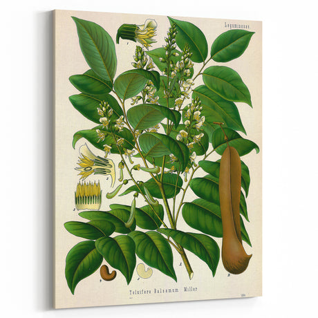 Vintage Botanical Art Prints – Antique Tree Illustration for Home Decor