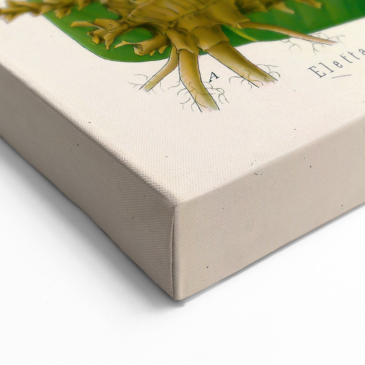 Vintage Botanical Art Prints – White Floral Illustration with Gold Accents