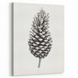 Vintage Botanical Art Prints – Black and White Pinecone Illustration