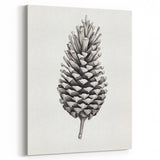Vintage Botanical Art Prints – Black and White Pinecone Illustration