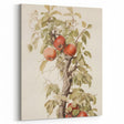 Vintage Botanical Art Prints – Apple Tree Illustration with Red Fruit