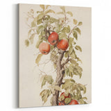 Vintage Botanical Art Prints – Apple Tree Illustration with Red Fruit