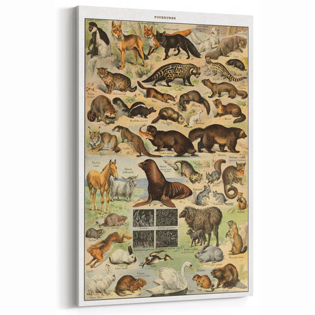 Vintage Animal Art - Fur-Coated Wildlife Illustration Print for Home Decor