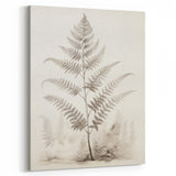Vintage Botanical Art Prints – Fern Illustration in Black and White