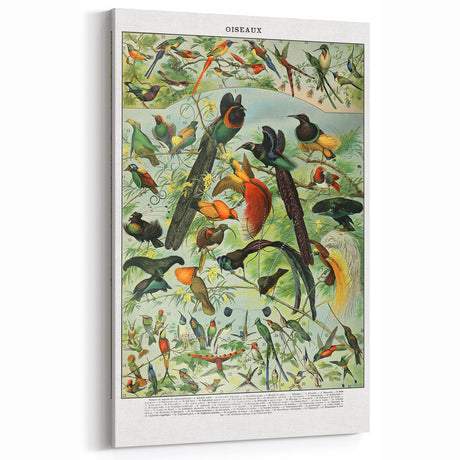 Vintage Animal Art - Colorful Bird Illustration Print for Home Decor