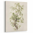 Vintage Botanical Art Prints: Pear Tree in Bloom