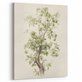 Vintage Botanical Art Prints: Pear Tree in Bloom