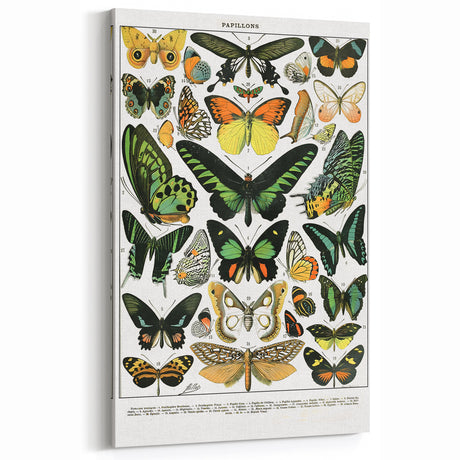 Vintage Animal Art - Stunning Butterfly Illustration Print for Home Decor