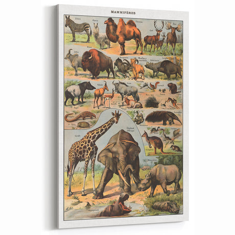 Vintage Animal Art - Mammal Illustration Print for Home Decor