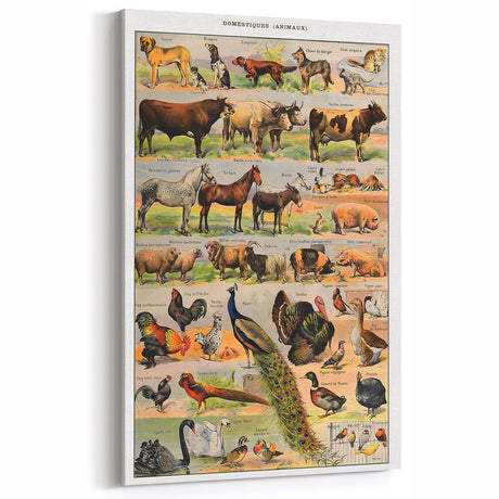 Vintage Animal Art - Domestic Animals Illustration Print for Home Decor