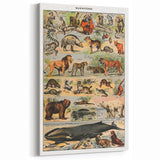 Vintage Animal Art: Timeless Wildlife Illustration Prints