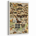 Vintage Animal Art: Detailed Wildlife Illustration Prints