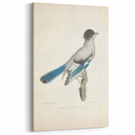 Vintage Animal Art - Blue Jay Bird Illustration for Nature Decor