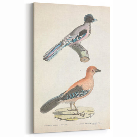 Vintage Animal Art - Beautiful Jay Bird Illustration for Home Decor