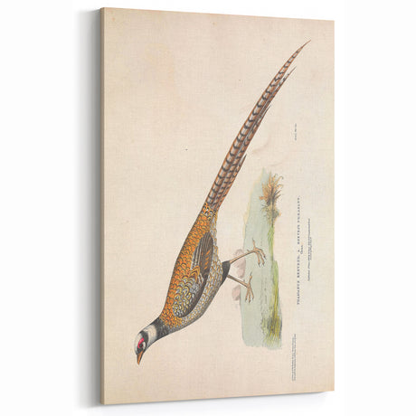 Vintage Animal Art - Handcrafted Pheasant Illustration for Home Decor