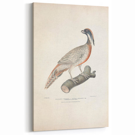 Vintage Animal Art - Handcrafted Pheasant Illustration for Home Decor