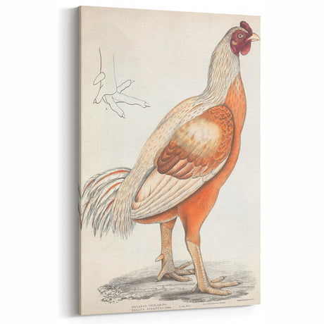 Vintage Animal Art - Handcrafted Rooster Illustration for Home Decor