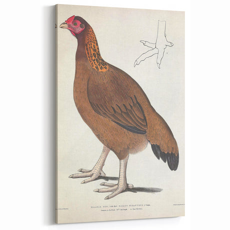 Vintage Animal Art - Handcrafted Hen Illustration for Home Decor