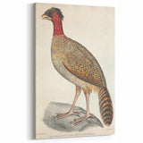 Vintage Animal Art - Black Headed Pheasant Illustration Print
