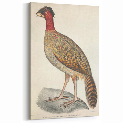 Vintage Animal Art - Black Headed Pheasant Illustration Print
