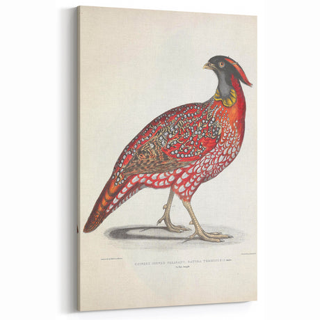 Vintage Animal Art - Chinese Horned Pheasant Illustration Print