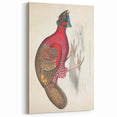Vintage Animal Art - Bengal Horned Pheasant Illustration Print