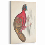Vintage Animal Art - Bengal Horned Pheasant Illustration Print