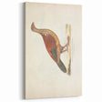 Vintage Animal Art - Curled Tail Pheasant Illustration Print
