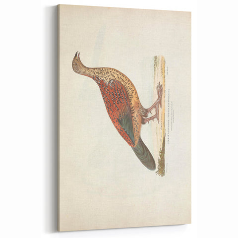 Vintage Animal Art - Curled Tail Pheasant Illustration Print
