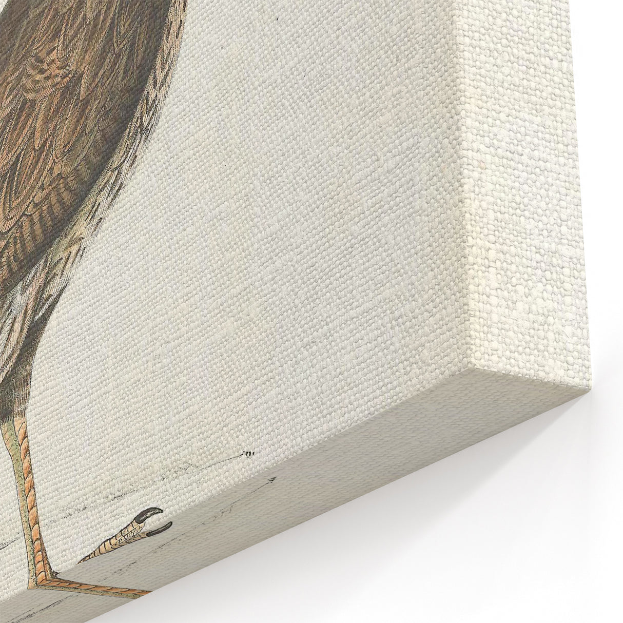 Vintage Animal Art - Javanese Peafowl & Concentric Pheasant Illustration Print