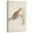 Vintage Animal Art - Quail Illustration Print