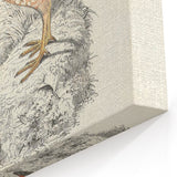 Vintage Animal Art - Francolin Pheasant Illustration Print