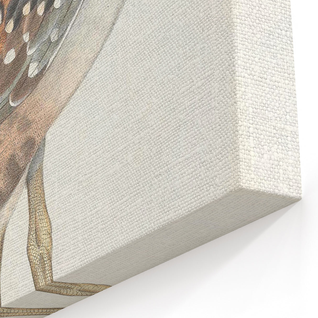 Vintage Animal Art - Edwards Bustard Illustration Print