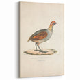 Vintage Animal Art - Olive Partridge Illustration Print