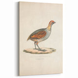 Vintage Animal Art - Olive Partridge Illustration Print