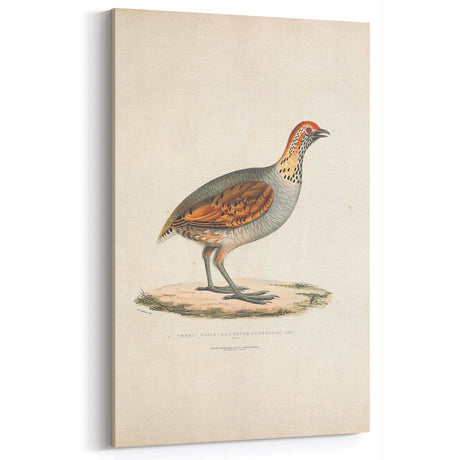 Vintage Animal Art - Olive Partridge Illustration Print