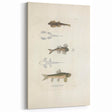 Vintage Animal Art - Fish Species Illustration Print