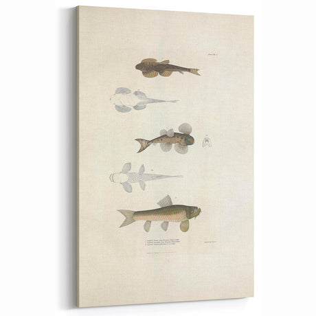 Vintage Animal Art - Fish Species Illustration Print