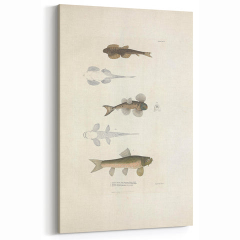 Vintage Animal Art - Fish Species Illustration Print