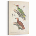 Vintage Animal Art: Almorah & Rufus Woodpecker Illustration Print