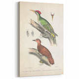 Vintage Animal Art: Almorah & Rufus Woodpecker Illustration Print
