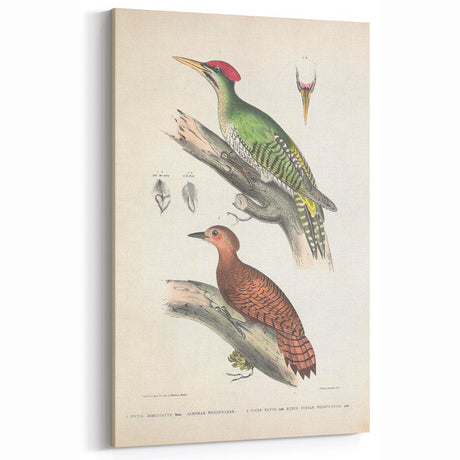 Vintage Animal Art: Almorah & Rufus Woodpecker Illustration Print