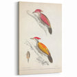 Vintage Animal Art: Crimson & Indian-Streaked Woodpecker Print