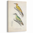 Vintage Animal Art: Nepal & Moustache Woodpecker Illustration Print