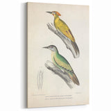 Vintage Animal Art: Nepal & Moustache Woodpecker Illustration Print