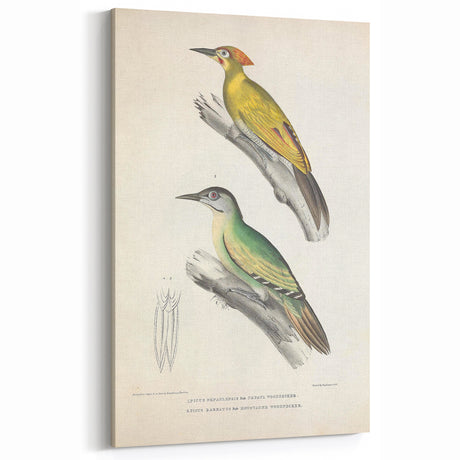 Vintage Animal Art: Nepal & Moustache Woodpecker Illustration Print